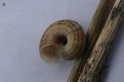 <i>Cernuella aginnica</i>