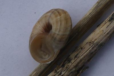 <i>Cernuella aginnica</i>