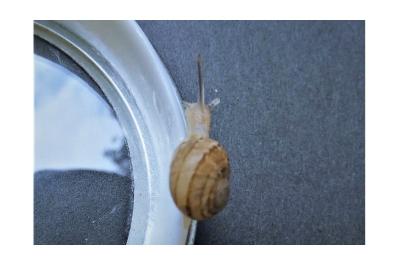 <i>Cornu aspersum</i>