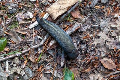 <i>Limax cinereoniger</i>