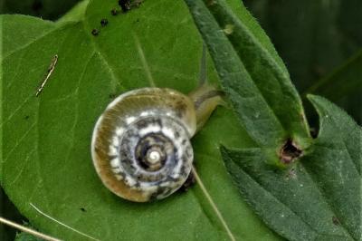 <i>Hygromia cinctella</i>