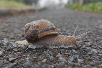 <i>Cornu aspersum</i>