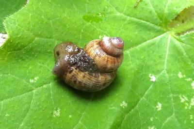 <i>Pomatias elegans</i>