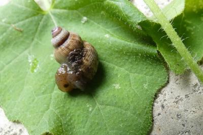 <i>Pomatias elegans</i>