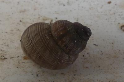 <i>Pomatias elegans</i>