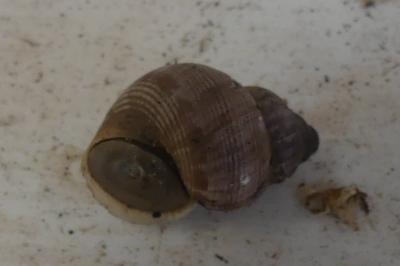 <i>Pomatias elegans</i>