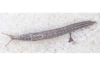 <i>Limax maximus</i>