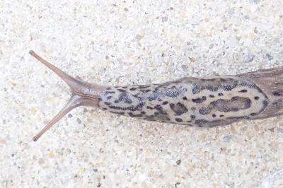 <i>Limax maximus</i>