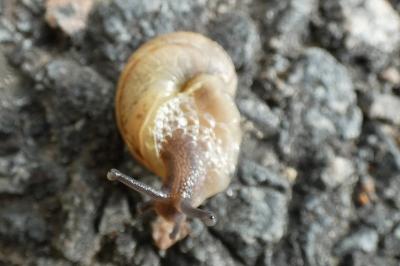 <i>Cornu aspersum</i>