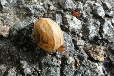 <i>Cornu aspersum</i>