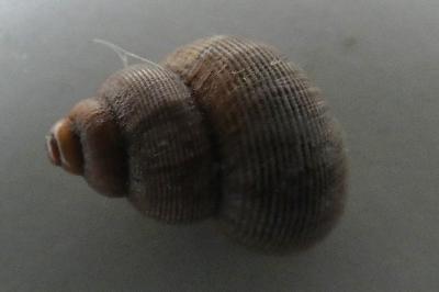 <i>Pomatias elegans</i>