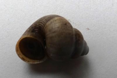 <i>Pomatias elegans</i>