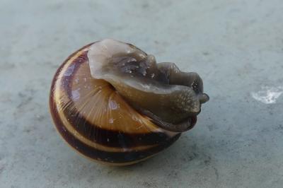 <i>Cepaea nemoralis</i>