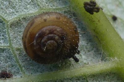 <i>Trochulus hispidus</i>