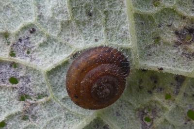 <i>Trochulus hispidus</i>