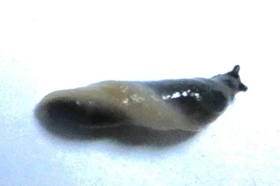 <i>Arion hortensis</i>