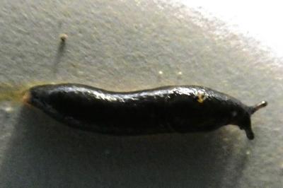 <i>Arion hortensis</i>