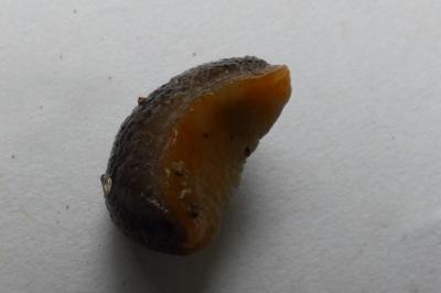 <i>Arion hortensis</i>