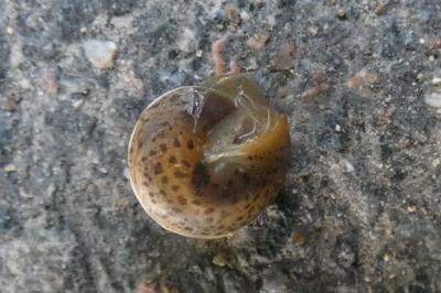 <i>Hygromia cinctella</i>