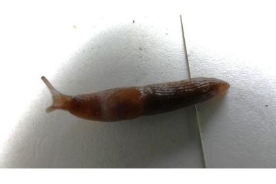 <i>Deroceras laeve</i>