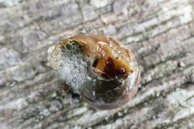 <i>Cornu aspersum</i>
