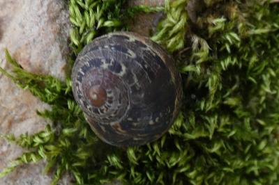 <i>Cornu aspersum</i>