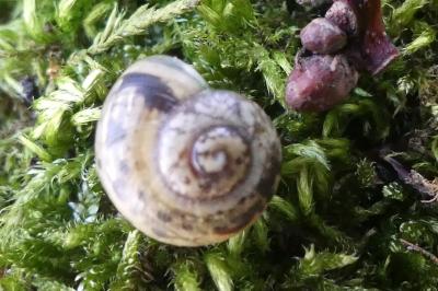 <i>Hygromia cinctella</i>