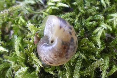 <i>Hygromia cinctella</i>
