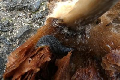 <i>Arion hortensis</i>