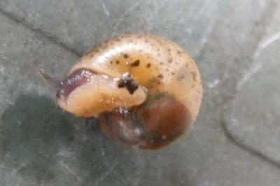 <i>Hygromia cinctella</i>