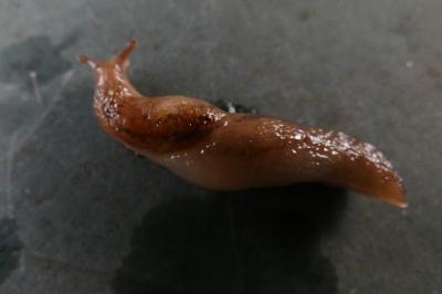 <i>Deroceras reticulatum</i>