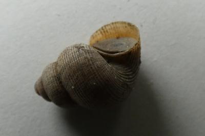 <i>Pomatias elegans</i>