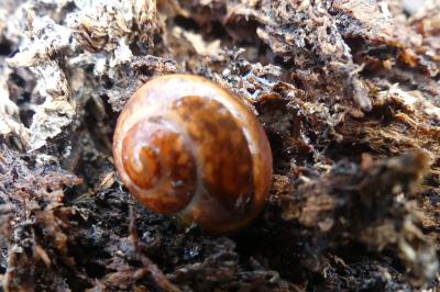 <i>Hygromia limbata</i>