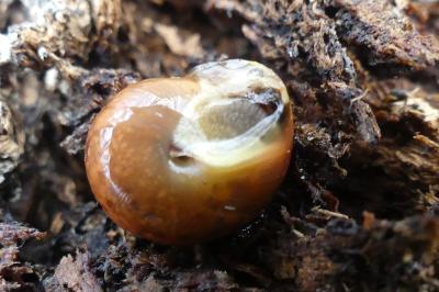 <i>Hygromia limbata</i>