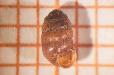 <i>Pupilla muscorum</i>