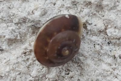 <i>Hygromia cinctella</i>