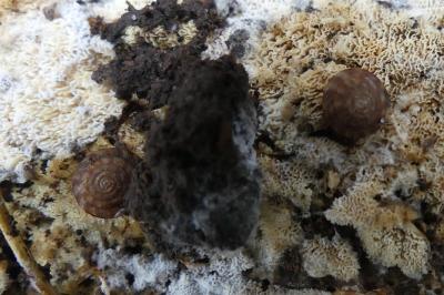 <i>Gonyodiscus rotundatus</i>