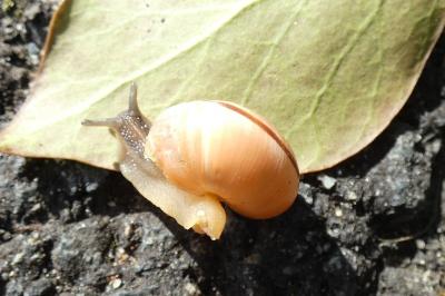 <i>Cepaea nemoralis</i>