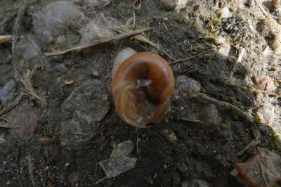 <i>Cepaea nemoralis</i>