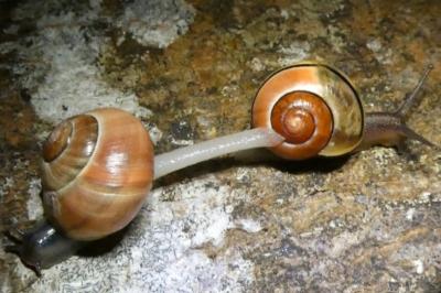 <i>Cepaea nemoralis</i>