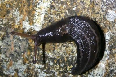 <i>Limax</i>