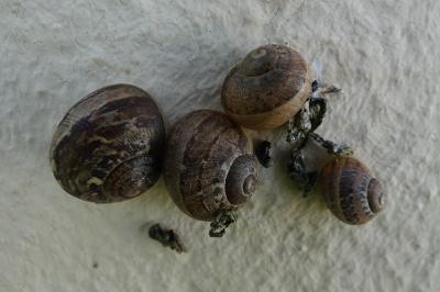 <i>Cornu aspersum</i>