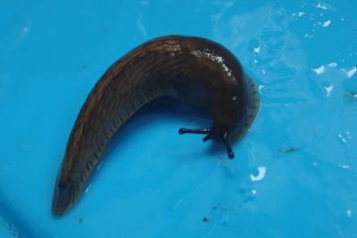 <i>Arion vulgaris</i>