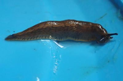 <i>Arion vulgaris</i>