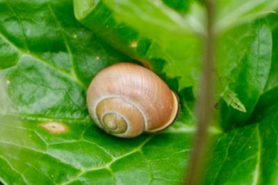 <i>Cepaea nemoralis</i>