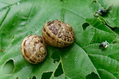 <i>Cornu aspersum</i>