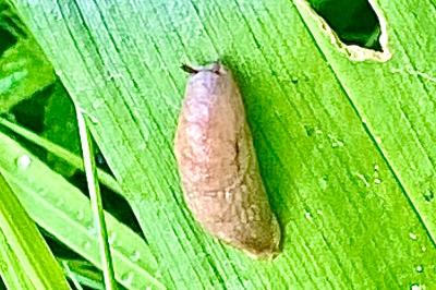 <i>Deroceras reticulatum</i>