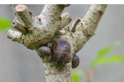 <i>Cornu aspersum</i>