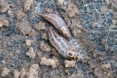 <i>Limax maximus</i>