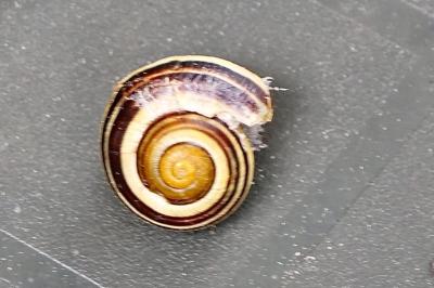 <i>Cepaea</i>